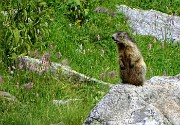 88 Marmotta in sentinella